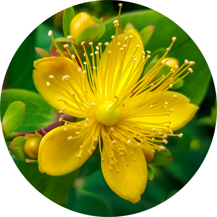 Saint Johnswort Essential Oil