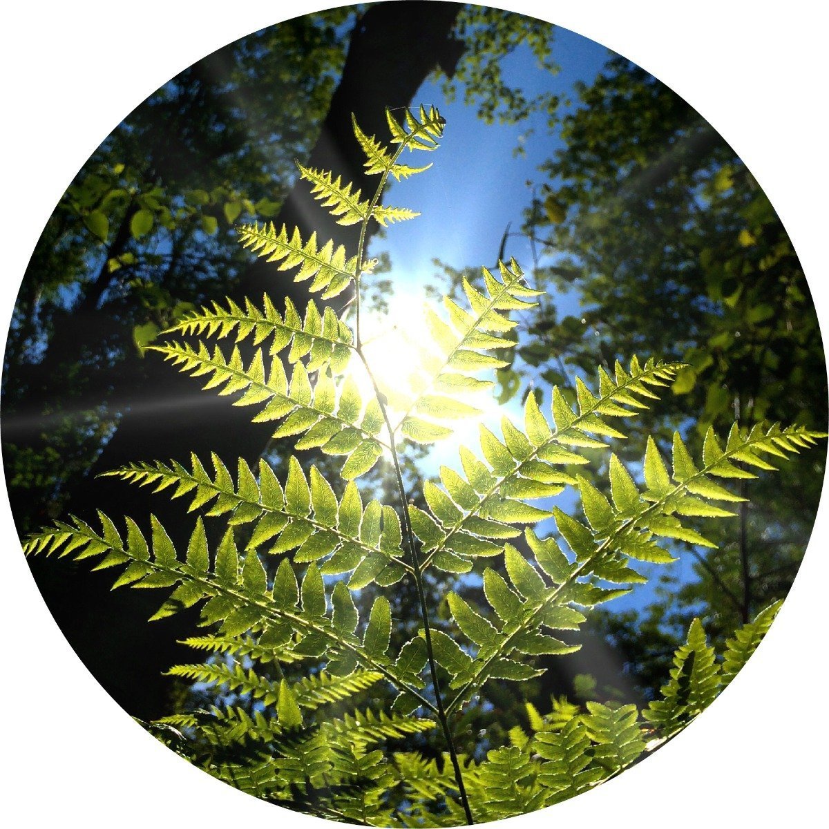 Sweet Fern Essential Oil