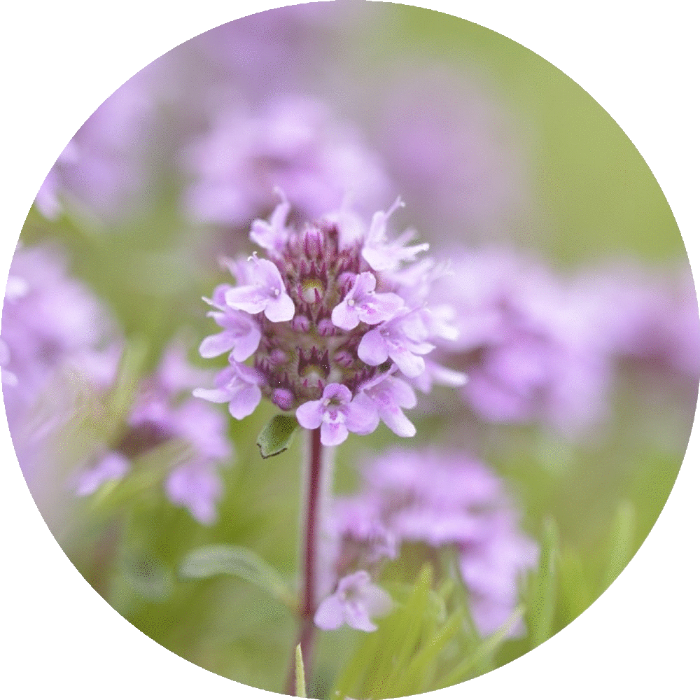 Thyme, Sweet - Essential Oil