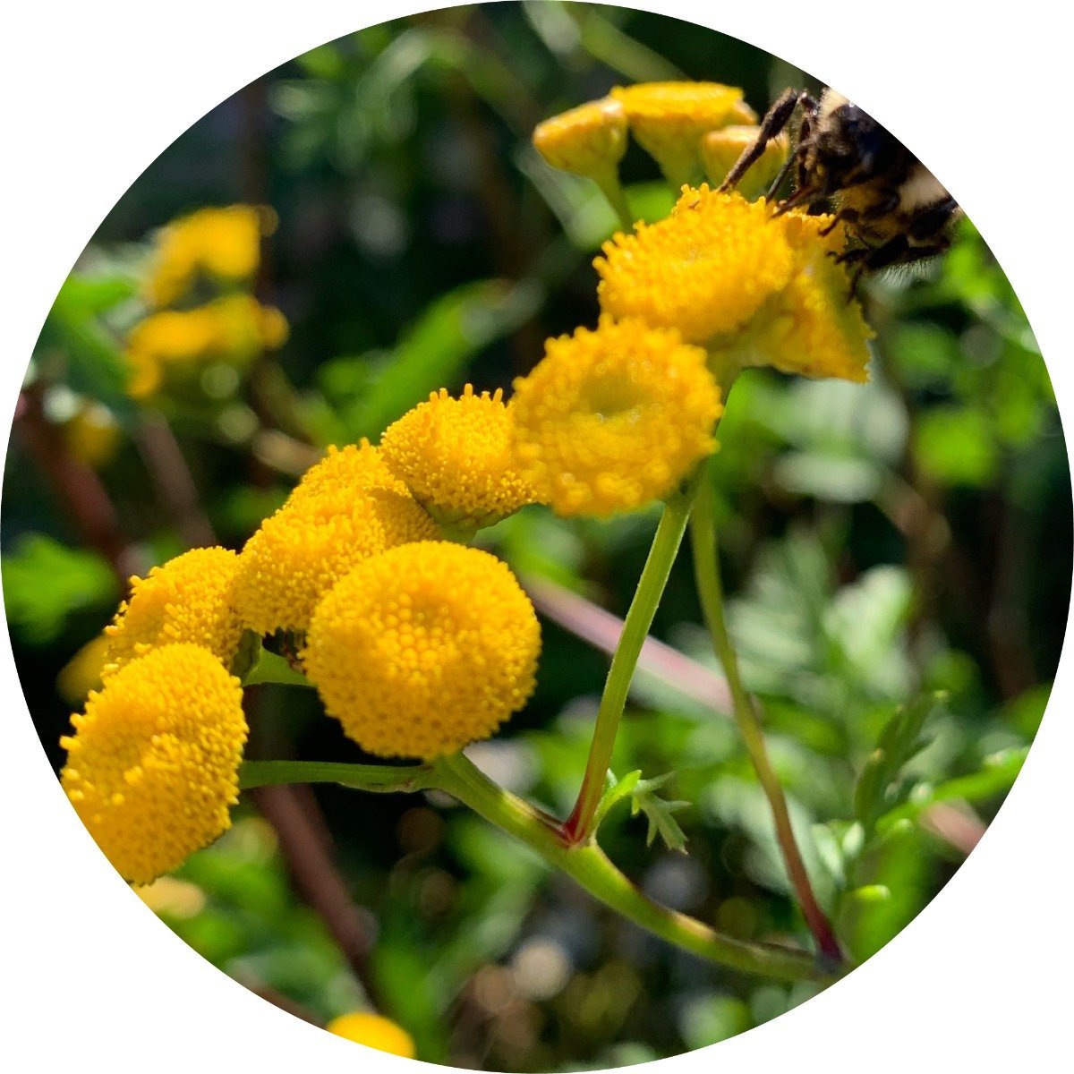 Tansy, Blue Essential Oil