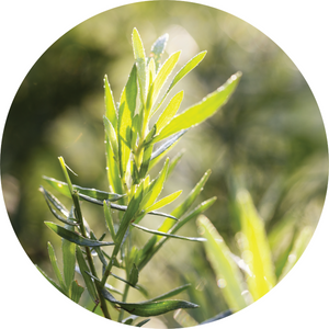 Tarragon Essential Oil