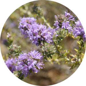 Thyme Essential Oil