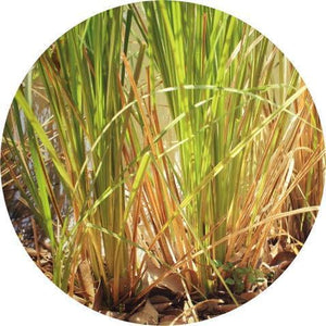 Vetiver, Vintage Essential Oil