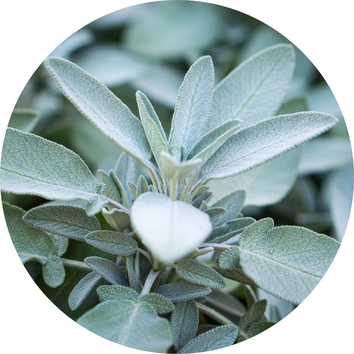 Sage, White - Essential Oil VIP