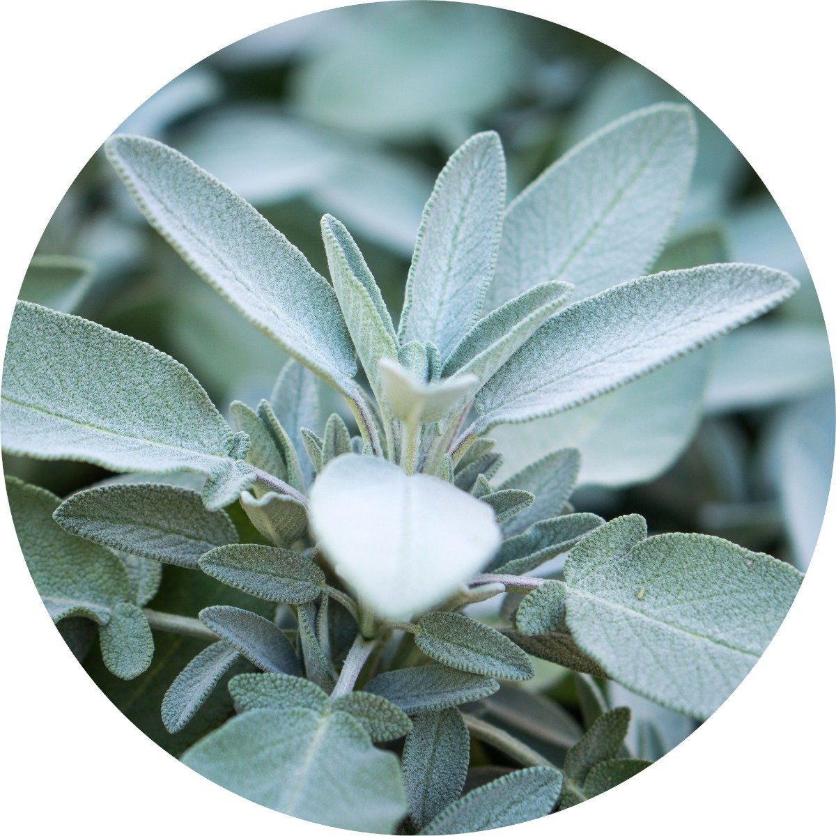 Sage, White Essential Oil