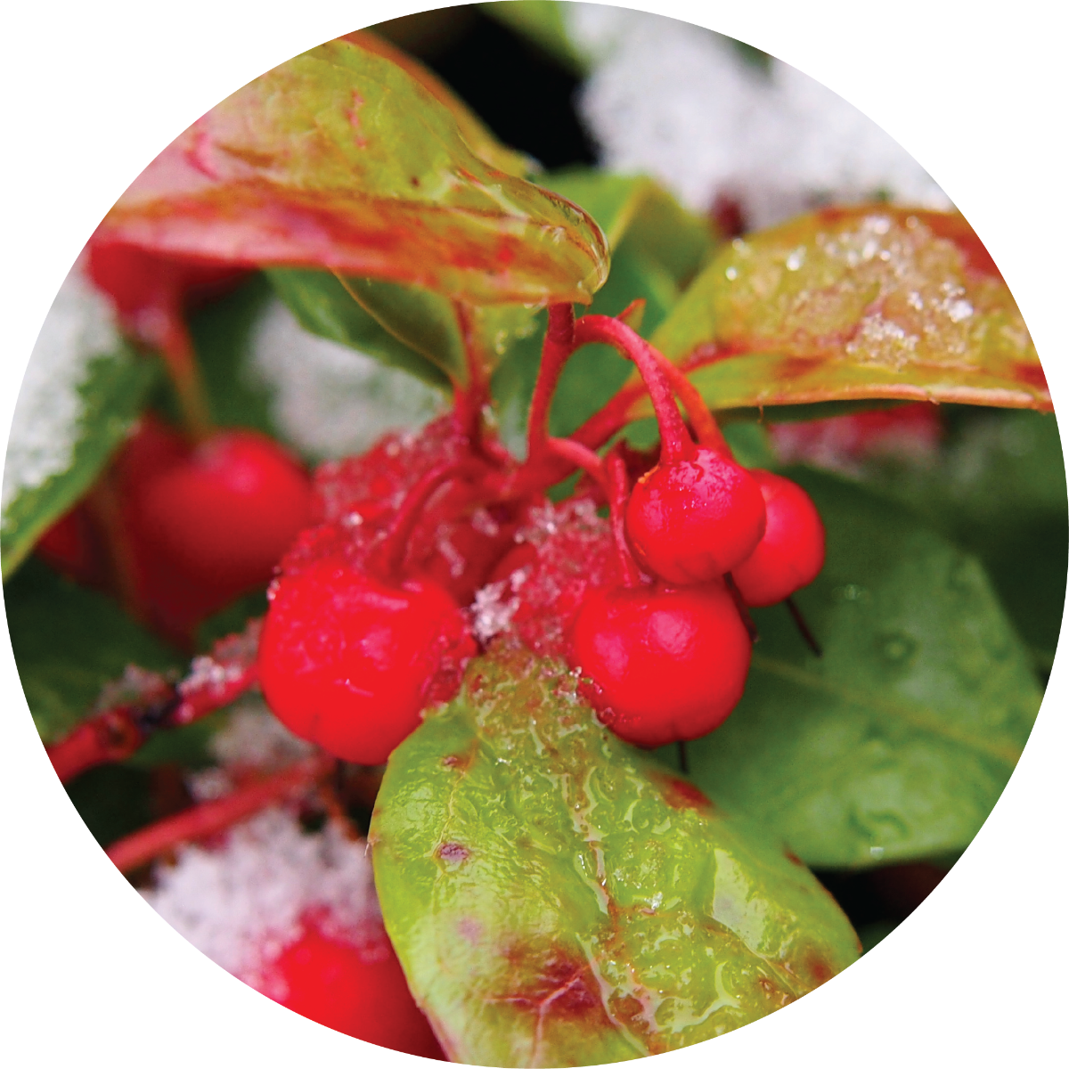 Wintergreen Essential Oil