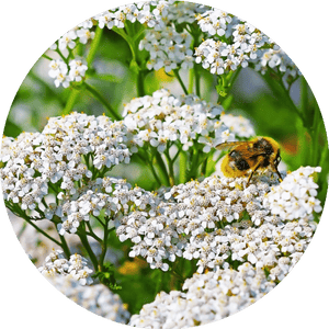 Yarrow Essential Oil