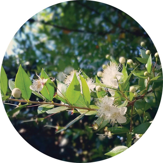 Myrtle, Zest - Essential Oil