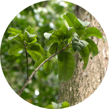 Load image into Gallery viewer, Balsam Peru Essential Oil