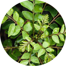 Load image into Gallery viewer, Curry Leaf Essential Oil