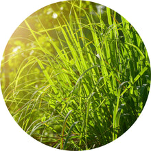 Load image into Gallery viewer, Gingergrass Essential Oil