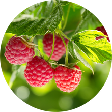 Load image into Gallery viewer, Raspberry Leaf Absolute
