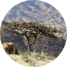 Load image into Gallery viewer, Frankincense, Tigray Essential Oil