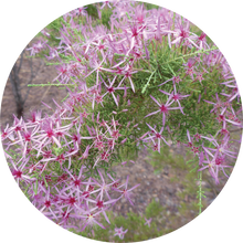 Load image into Gallery viewer, Australian Heather Essential Oil