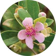 Load image into Gallery viewer, Australian Rose Essential Oil