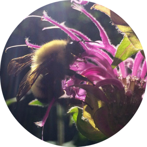 Bee Balm Essential Oil
