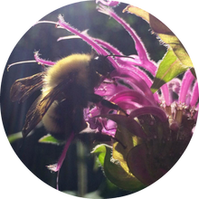 Load image into Gallery viewer, Bee Balm Essential Oil