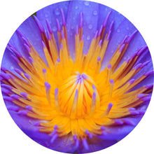 Load image into Gallery viewer, Blue Lotus Absolute