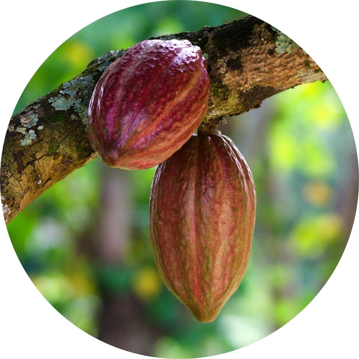 Cacao - Absolute