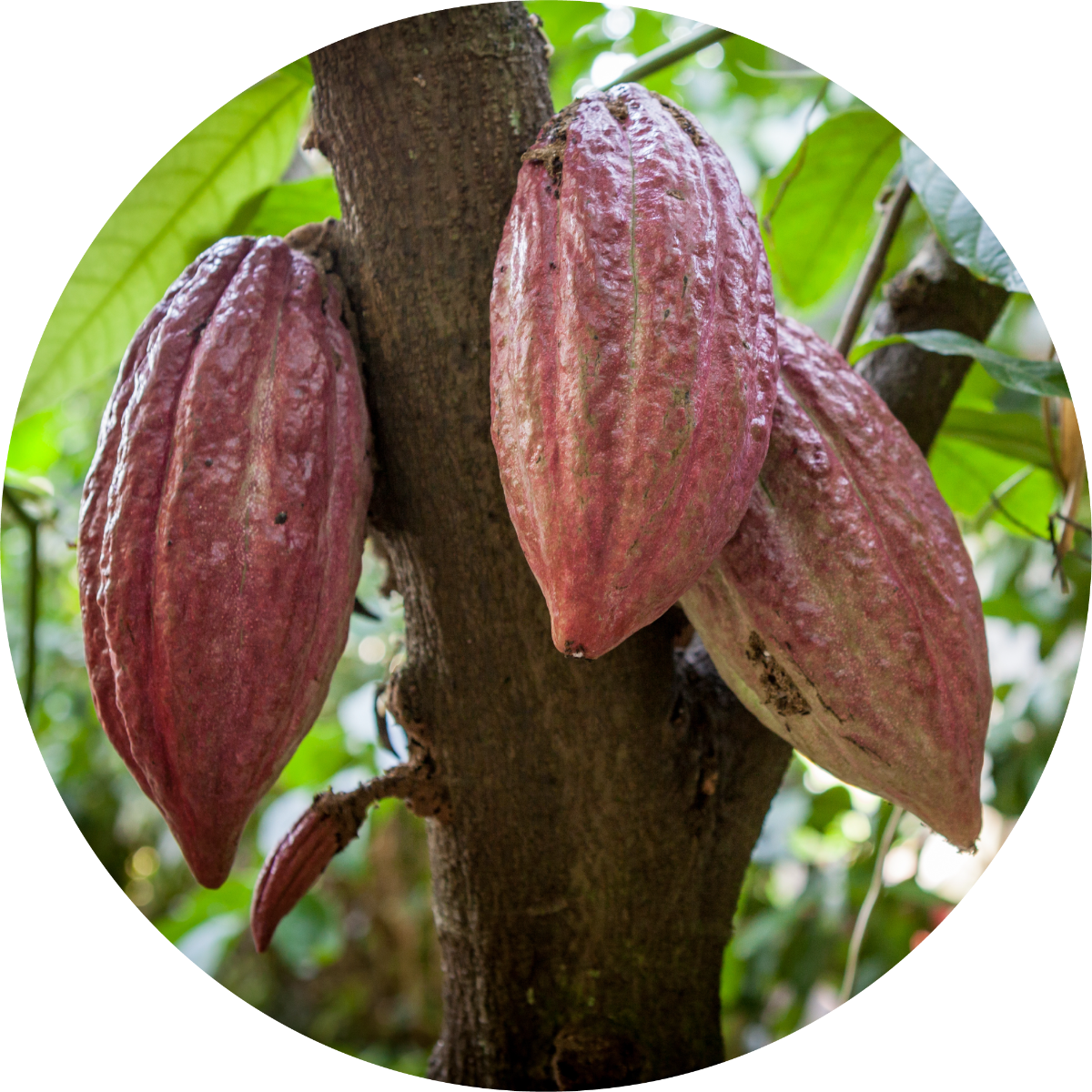 Cacao Extract