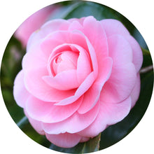 Load image into Gallery viewer, Camellia Carrier Oil