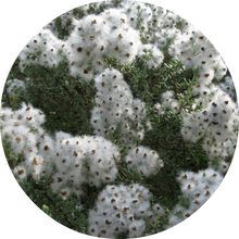 Load image into Gallery viewer, Chamomile, Cape Essential Oil