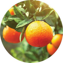 Load image into Gallery viewer, Clementine Essential Oil