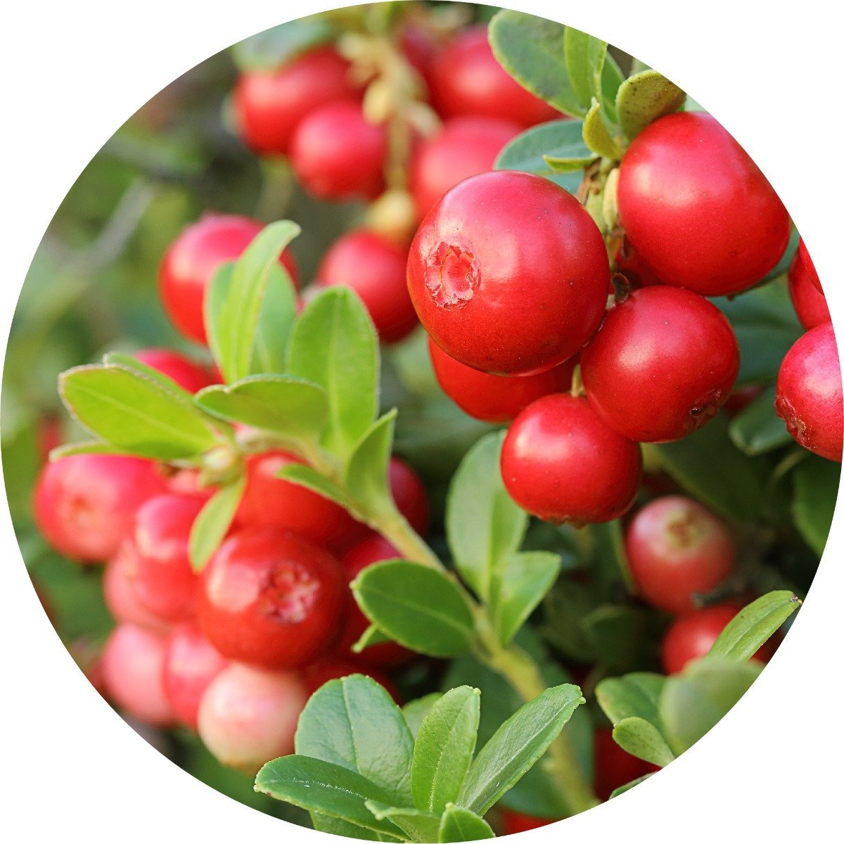 Cranberry Seed - Carrier Oil