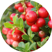 Load image into Gallery viewer, Cranberry Seed Carrier Oil
