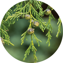 Load image into Gallery viewer, Cypress Essential Oil