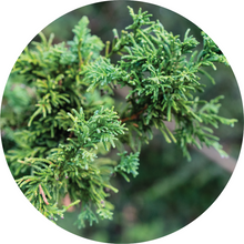 Load image into Gallery viewer, Cypress, Hinoki Essential Oil