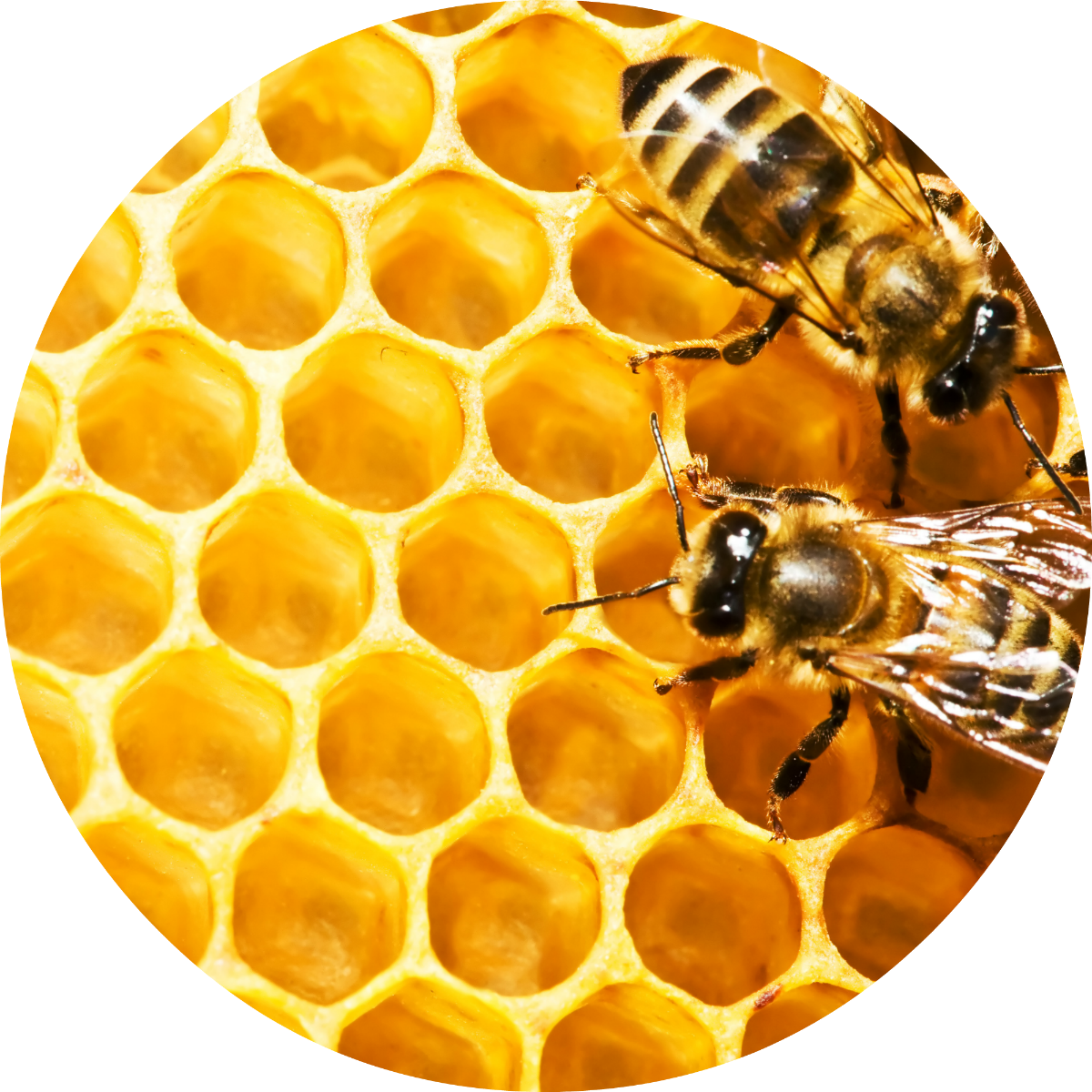 Honeycomb - Absolute