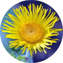 Load image into Gallery viewer, Inula Essential Oil