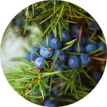 Load image into Gallery viewer, Juniper Berry Essential Oil