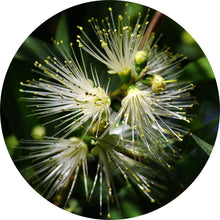 Load image into Gallery viewer, Myrtle, Lemon Essential Oil