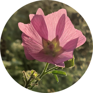 Musk Mallow Essential Oil