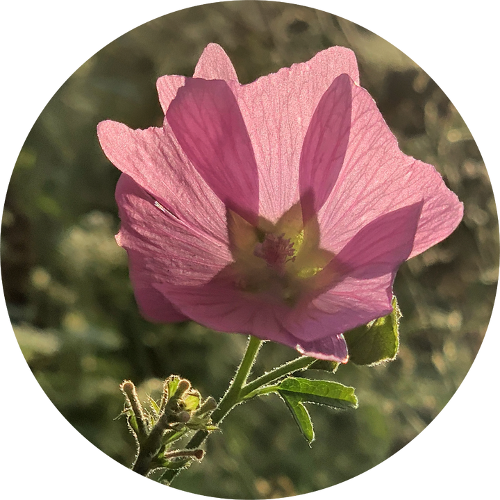 Musk Mallow Essential Oil