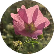 Load image into Gallery viewer, Musk Mallow Essential Oil