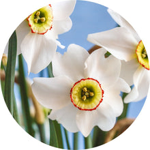 Load image into Gallery viewer, Narcissus Absolute Limited Edition