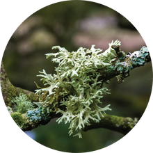 Load image into Gallery viewer, Oakmoss Absolute