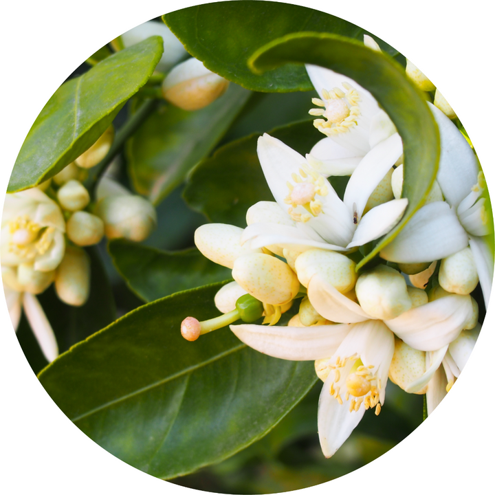 Orange Blossom Absolute