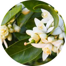 Load image into Gallery viewer, Orange Blossom Absolute