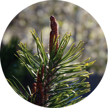 Load image into Gallery viewer, Pine Cone, Ponderosa Essential Oil