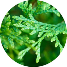 Load image into Gallery viewer, Cedar Leaf, Red Essential Oil