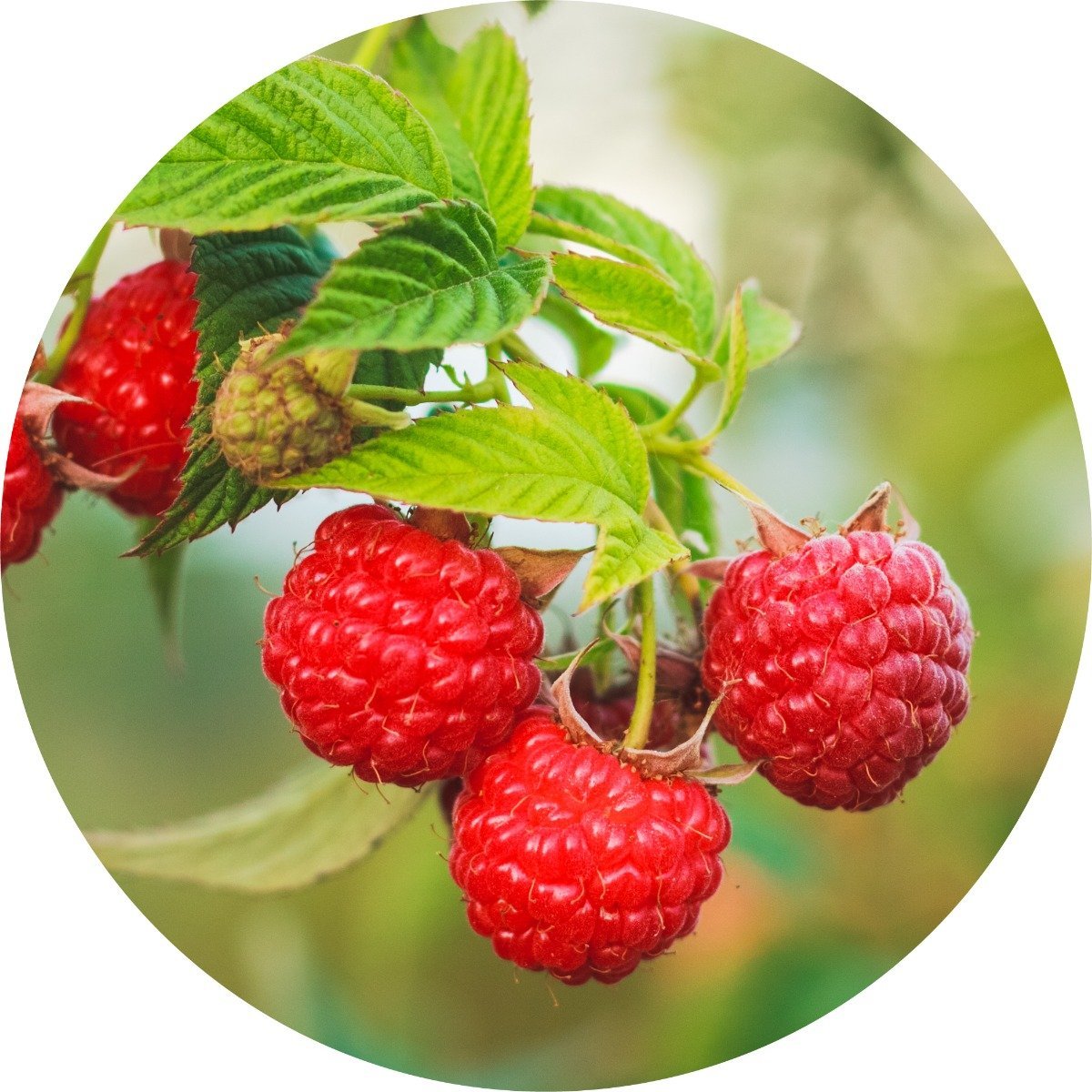 Amazon Raspberry Red Red Raspberry Seed – Living Libations CA