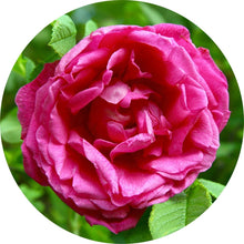 Load image into Gallery viewer, Rose Absolute