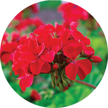 Load image into Gallery viewer, Roses over Geranium Essential Oil