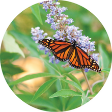Load image into Gallery viewer, Vitex Berry Essential Oil