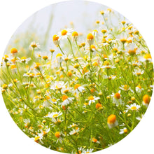 Load image into Gallery viewer, Chamomile, Wild Moroccan Essential Oil