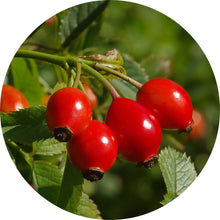 Load image into Gallery viewer, Wild Rosehips Carrier Oil